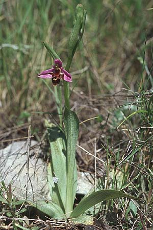 Ophrys rhodostephane \ Rosakronige Ragwurz, Kroatien,  Hvar, Stari Grad 7.4.2006 