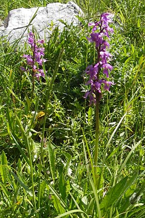 Orchis mascula subsp. speciosa \ Prächtiges Knabenkraut / Splendid Early Purple Orchid, Kroatien/Croatia,  Velebit Zavizan 30.6.2010 