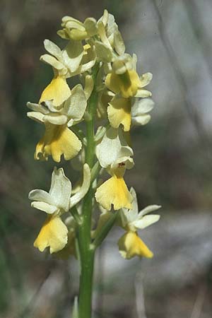 Orchis pauciflora \ Armblütiges Knabenkraut / Few-Flowered Orchid, Kroatien/Croatia,  Hvar, Stari Grad 7.4.2006 