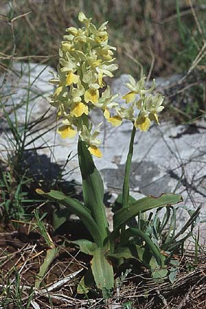 Orchis pauciflora \ Armblütiges Knabenkraut / Few-Flowered Orchid, Kroatien/Croatia,  Hvar, Stari Grad 7.4.2006 