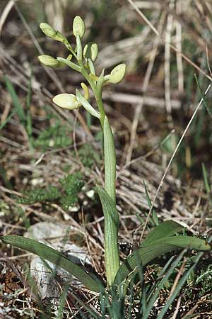 Orchis pauciflora \ Armblütiges Knabenkraut / Few-Flowered Orchid (in Kospe / in bud), Kroatien/Croatia,  Sibenik 8.4.2006 