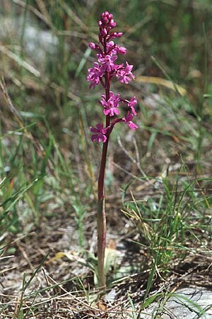 Orchis quadripunctata \ Vierpunkt-Knabenkraut / Four-spotted Orchid, Kroatien/Croatia,  Hvar, Stari Grad 7.4.2006 