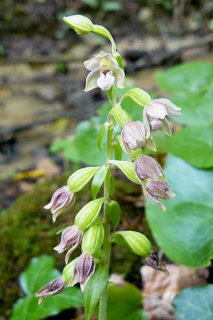 Epipactis rivularis \ Bach-Ständelwurz / Brook Helleborine, Kroatien/Croatia,  Medvednica 1.8.2011 