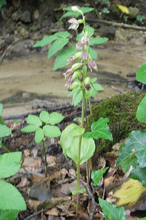 Epipactis rivularis \ Bach-Ständelwurz / Brook Helleborine, Kroatien/Croatia,  Medvednica 1.8.2011 