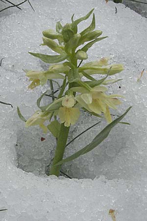 Dactylorhiza sambucina \ Holunder-Fingerwurz, Holunder-Knabenkraut / Elder-flower Orchid, Adam-and-Eve, Kroatien/Croatia,  Velebit Zavizan 1.6.2006 