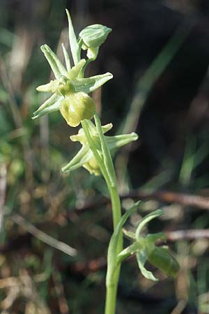 Ophrys sphegodes farbvariante_color-variant \ Spinnen-Ragwurz, Kroatien,  Hvar, Stari Grad 7.4.2006 