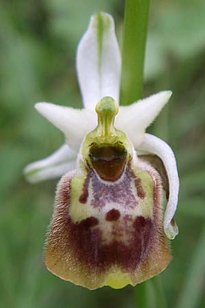 Ophrys tetraloniae \ Tetralonia-Ragwurz / Tetralonia Late Spider Orchid, Kroatien/Croatia,  Istrien/Istria, Vrh 6.6.2008 