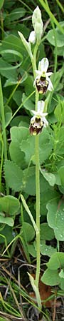 Ophrys tetraloniae \ Tetralonia-Ragwurz / Tetralonia Late Spider Orchid, Kroatien/Croatia,  Istrien/Istria, Vrh 6.6.2008 