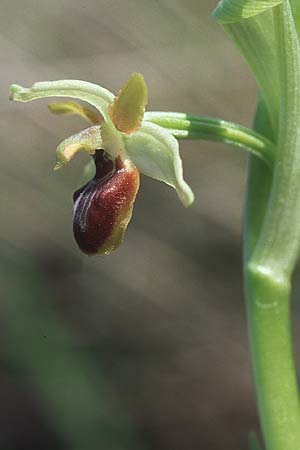 Ophrys tommasinii \ Istrische Spinnen-Ragwurz / Istrian Spider Orchid, Kroatien/Croatia,  Sibenik 8.4.2006 