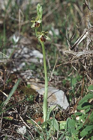 Ophrys tommasinii \ Istrische Spinnen-Ragwurz / Istrian Spider Orchid, Kroatien/Croatia,  Sibenik 8.4.2006 