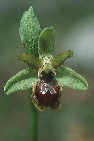 Ophrys tommasinii \ Istrische Spinnen-Ragwurz / Istrian Spider Orchid, Kroatien/Croatia,  Cres 11.5.2002 (Photo: Helmut Presser)