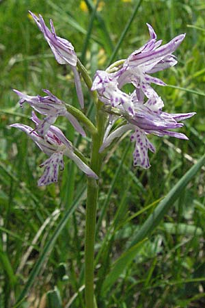 Neotinea tridentata \ Dreizähniges Knabenkraut / Toothed Orchid, Kroatien/Croatia,  Velebit 31.5.2006 