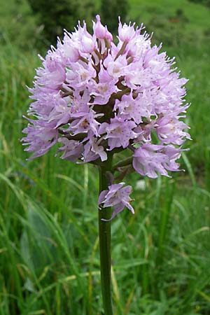 Traunsteinera globosa \ Rote Kugelorchis / Globe Orchid, Kroatien/Croatia,  Ucka 6.6.2008 