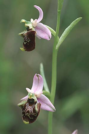 Ophrys untchjii \ Untchjs Ragwurz, Kroatien,  Istrien, Gracisce 27.5.2006 