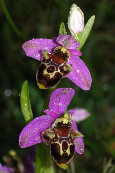 Ophrys zinsmeisteri \ Zinsmeisters Ragwurz, Kroatien,  Krk, Glavotok 9.5.2010 (Photo: Roko Cicmir)