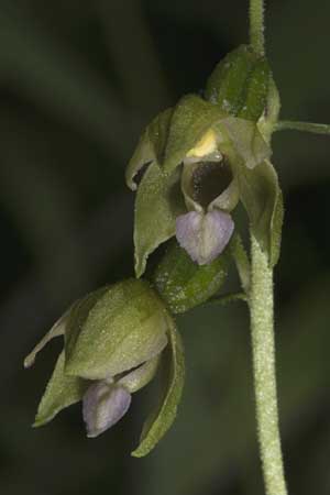 Epipactis mecsekensis \ Mecsek-Ständelwurz / Mecsek Helleborine, Ungarn/Hungary,  Mecsek - Gebirge/Massif 29.7.2014 (Photo: Mark Lynes)