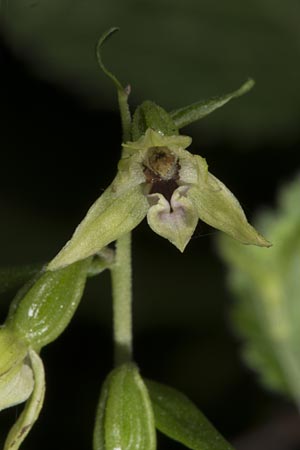 Epipactis neglecta subsp. neglecta \ Übersehene Ständelwurz / Neglected Helleborine, Ungarn/Hungary,  Mecsek - Gebirge/Massif 1.8.2014 (Photo: Mark Lynes)
