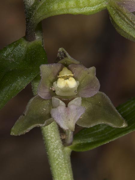 Epipactis nordeniorum \ Nordens Ständelwurz / Norden's Helleborine, Ungarn/Hungary,  Mecsek - Gebirge/Massif 29.7.2014 (Photo: Mark Lynes)