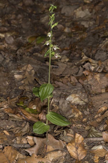 Epipactis nordeniorum \ Nordens Ständelwurz / Norden's Helleborine, Ungarn/Hungary,  Mecsek - Gebirge/Massif 1.8.2014 (Photo: Mark Lynes)