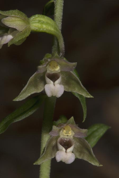 Epipactis nordeniorum \ Nordens Ständelwurz / Norden's Helleborine, Ungarn/Hungary,  Mecsek - Gebirge/Massif 1.8.2014 (Photo: Mark Lynes)