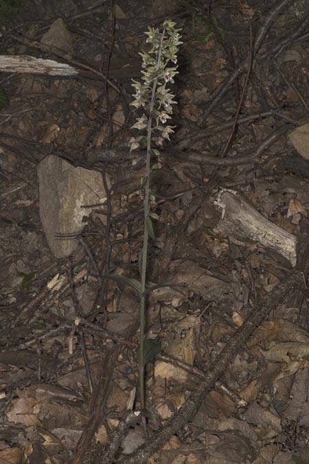 Epipactis purpurata \ Violette Ständelwurz / Violet Helleborine, Ungarn/Hungary,  Mecsek - Gebirge/Massif 29.7.2014 (Photo: Mark Lynes)