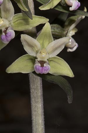 Epipactis purpurata \ Violette Ständelwurz / Violet Helleborine, Ungarn/Hungary,  Mecsek - Gebirge/Massif 29.7.2014 (Photo: Mark Lynes)