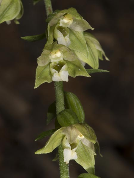 Epipactis tallosii \ Tallos' Ständelwurz / Tallos' Helleborine, Ungarn/Hungary,  Mecsek - Gebirge/Massif 31.7.2014 (Photo: Mark Lynes)