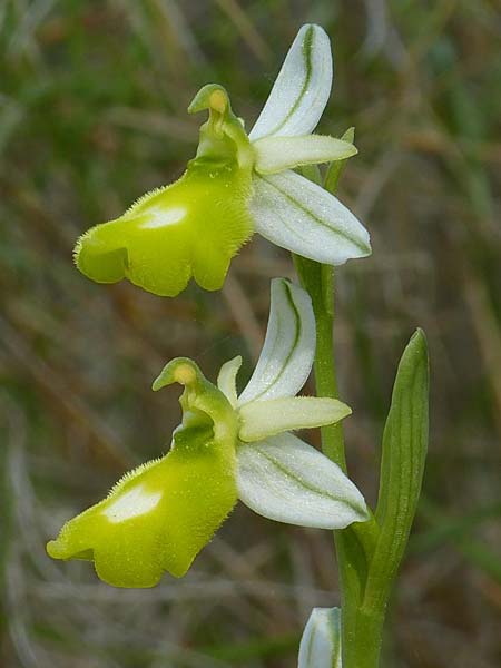 Ophrys balearica \ Balearen-Ragwurz / Balearic Orchid (Farbvariante / Color-Variant), Ibiza,  Cala d'Hort 6.4.2015 (Photo: Jrgen Hokamp)