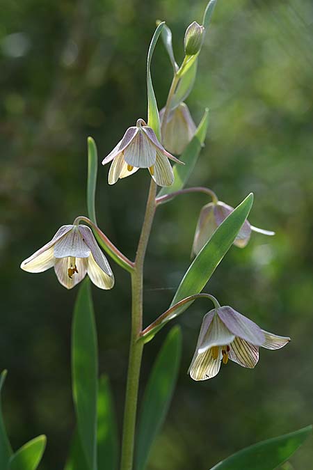 Fritillaria persica \ Persische Schachblume / Persian Fritillary, Israel Nord-/Northern Israel 27.2.2017 (Photo: Helmut Presser)