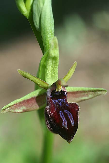 Ophrys adonidis \ Adonis-Ragwurz / Adonis Orchid, Israel,  Nord-/Northern Israel 26.2.2017 (Photo: Helmut Presser)