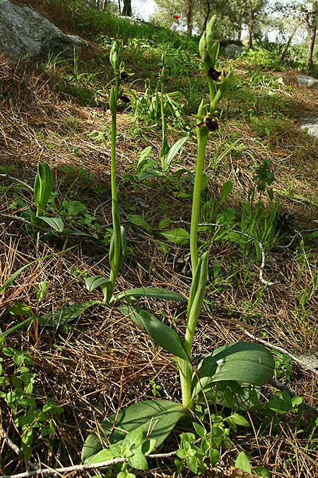 Ophrys adonidis \ Adonis-Ragwurz / Adonis Orchid, Israel,  Nord-/Northern Israel 26.2.2017 (Photo: Helmut Presser)