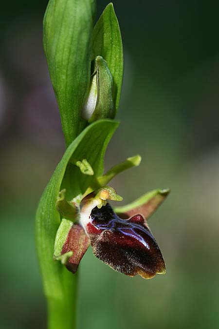 Ophrys adonidis \ Adonis-Ragwurz, Israel,  Nord- Israel 26.2.2017 (Photo: Helmut Presser)