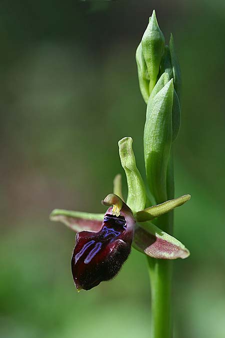 Ophrys adonidis \ Adonis-Ragwurz, Israel,  Nord- Israel 26.2.2017 (Photo: Helmut Presser)