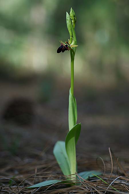 Ophrys adonidis \ Adonis-Ragwurz / Adonis Orchid, Israel,  Nord-/Northern Israel 26.2.2017 (Photo: Helmut Presser)