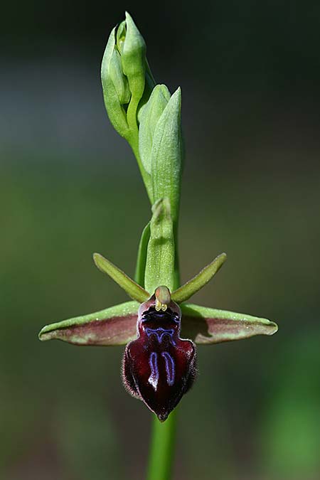 Ophrys adonidis \ Adonis-Ragwurz, Israel,  Nord- Israel 26.2.2017 (Photo: Helmut Presser)