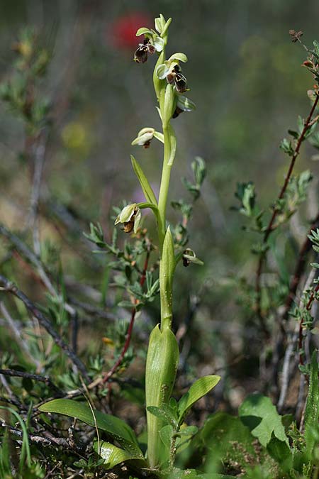 Ophrys umbilicata subsp. beerii \ Beeri-Nabel-Ragwurz, Israel,  West- Israel 26.2.2017 (Photo: Helmut Presser)