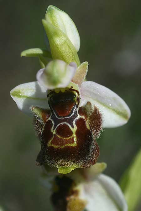 Ophrys umbilicata subsp. beerii \ Beeri-Nabel-Ragwurz / Beeri Bee Orchid, Israel,  West-/Western Israel 26.2.2017 (Photo: Helmut Presser)