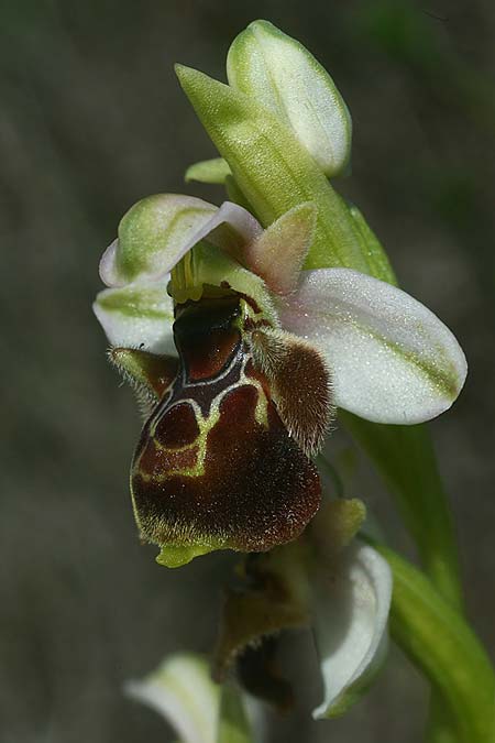 Ophrys umbilicata subsp. beerii \ Beeri-Nabel-Ragwurz / Beeri Bee Orchid, Israel,  West-/Western Israel 26.2.2017 (Photo: Helmut Presser)