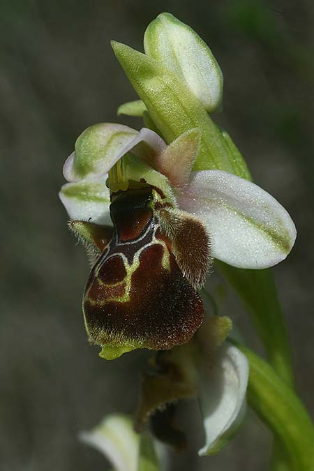 Ophrys umbilicata subsp. beerii \ Beeri-Nabel-Ragwurz, Israel,  West- Israel 26.2.2017 (Photo: Helmut Presser)