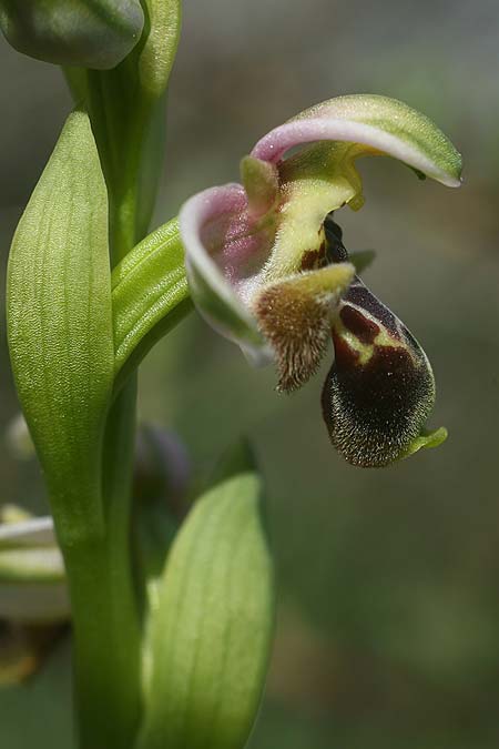 Ophrys umbilicata subsp. beerii \ Beeri-Nabel-Ragwurz / Beeri Bee Orchid, Israel,  West-/Western Israel 26.2.2017 (Photo: Helmut Presser)