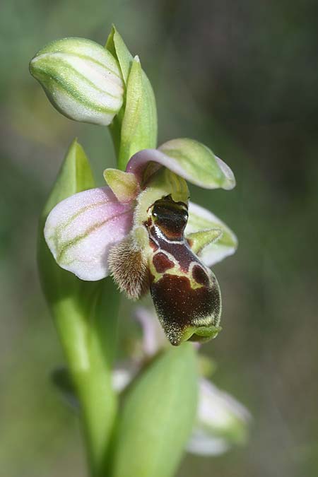 Ophrys umbilicata subsp. beerii \ Beeri-Nabel-Ragwurz / Beeri Bee Orchid, Israel,  West-/Western Israel 26.2.2017 (Photo: Helmut Presser)