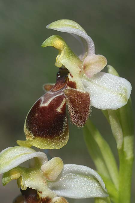 Ophrys umbilicata subsp. beerii \ Beeri-Nabel-Ragwurz, Israel,  West- Israel 26.2.2017 (Photo: Helmut Presser)