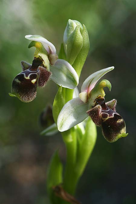 Ophrys umbilicata subsp. beerii \ Beeri-Nabel-Ragwurz / Beeri Bee Orchid, Israel,  West-/Western Israel 26.2.2017 (Photo: Helmut Presser)