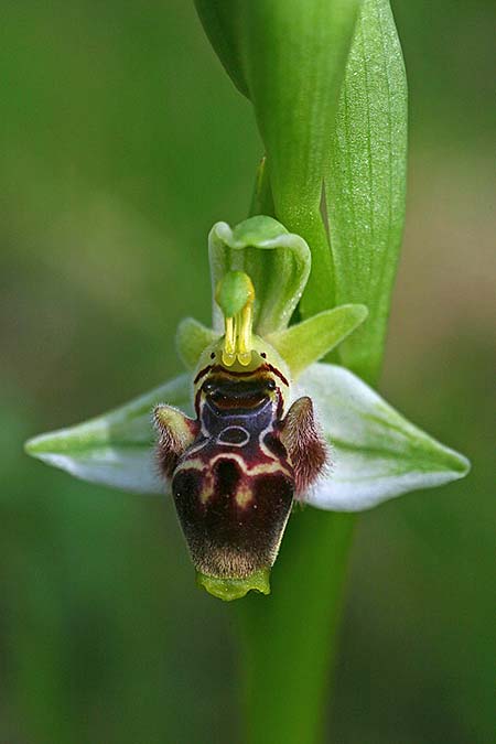 Ophrys carmeli \ Carmel-Ragwurz / Carmel Bee Orchid, Israel,  Mount Carmel 4.3.2017 (Photo: Helmut Presser)