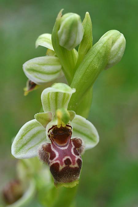 Ophrys carmeli \ Carmel-Ragwurz / Carmel Bee Orchid, Israel,  Mount Carmel 4.3.2017 (Photo: Helmut Presser)