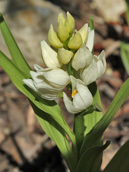 Cephalanthera conferta \ Gedrängtes Waldvögelein, Israel,  Mount Meron 21.3.2018 (Photo: Jan & Liesbeth Essink)