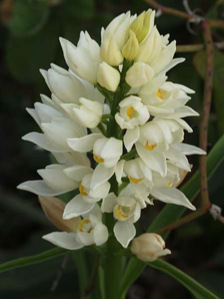 Cephalanthera conferta \ Gedrängtes Waldvögelein / Thronged Helleborine, Israel,  Mount Meron 21.3.2018 (Photo: Jan & Liesbeth Essink)