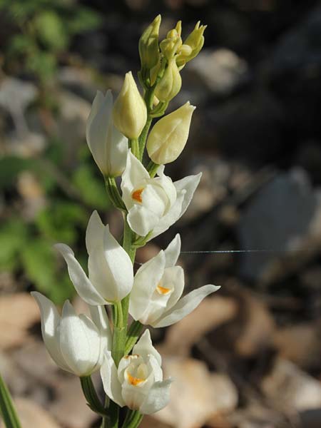 Cephalanthera conferta \ Gedrängtes Waldvögelein / Thronged Helleborine, Israel,  Mount Meron 21.3.2018 (Photo: Jan & Liesbeth Essink)