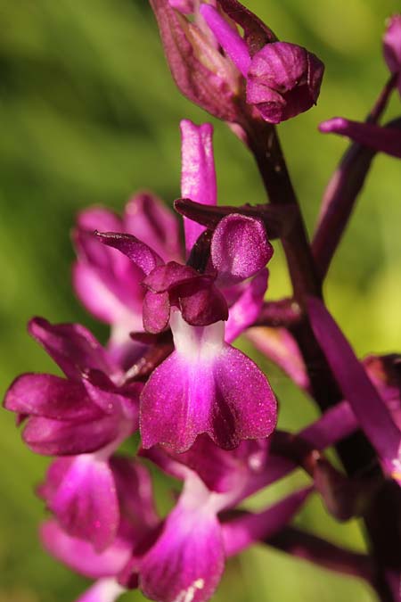 Anacamptis laxiflora subsp. dinsmorei \ Dinsmores Knabenkraut / Dinsmore's Orchid, Israel,  Binyamina-Giv'at Ada 20.3.2018 (Photo: Jan & Liesbeth Essink)