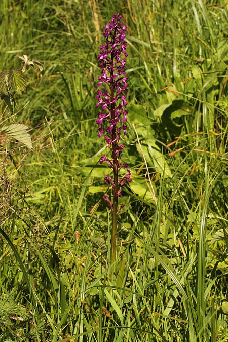 Anacamptis laxiflora subsp. dinsmorei \ Dinsmores Knabenkraut / Dinsmore's Orchid, Israel,  Binyamina-Giv'at Ada 20.3.2018 (Photo: Jan & Liesbeth Essink)